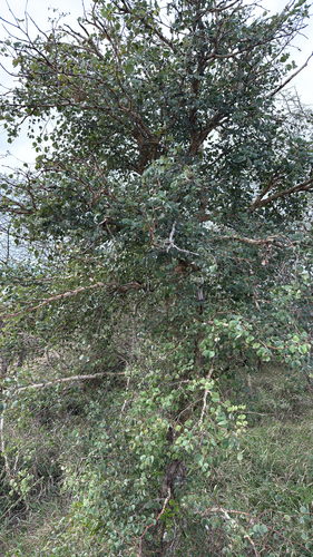 knobthorn