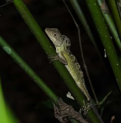 Ptyctolaemus gularis