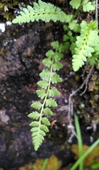Woodsia alpina