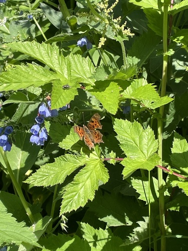 European Comma
