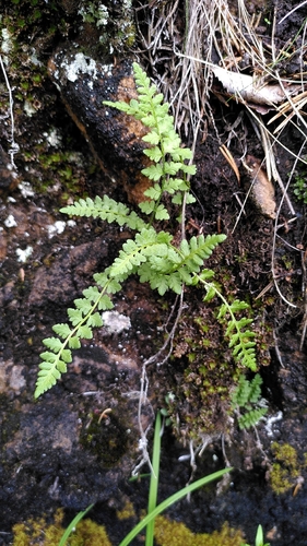 Woodsia alpina, photograph 2