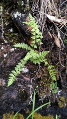 Woodsia alpina, photograph (c) hkujala, some rights reserved (CC BY)