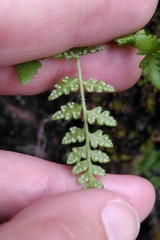 Woodsia alpina, photograph (c) hkujala, some rights reserved (CC BY)