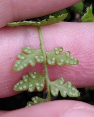 Woodsia alpina, photograph (c) hkujala, some rights reserved (CC BY)