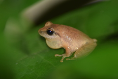 Pseudophilautus wynaadensis