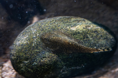 Hong Kong pleco (Beaufortia leveretti) — Balitoridae