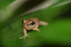 Pseudophilautus wynaadensis