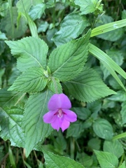 Impatiens sylvicola