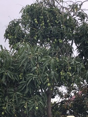Mangifera indica