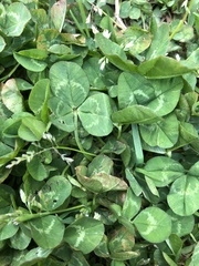 Trifolium repens