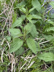 Urtica dioica dioica