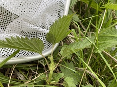 Urtica dioica dioica