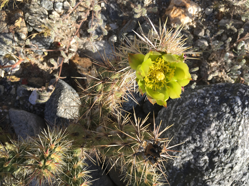iNaturalist observation photo of Gander's cholla