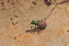 Cicindela splendida
