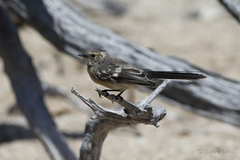 Rhipidura phasiana