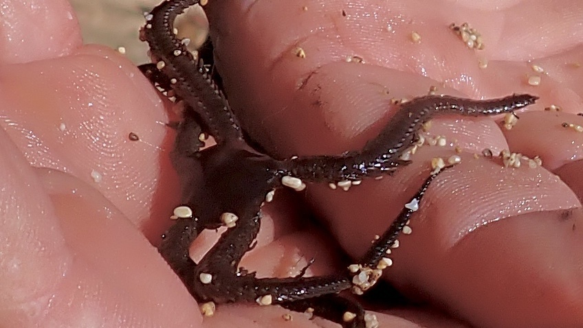 Breviturma dentata