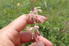 Oenothera sinuosa
