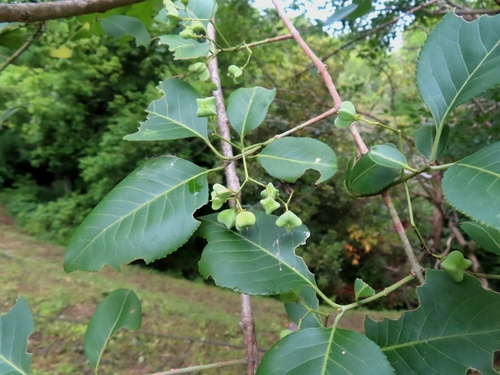 Euonymus hamiltonianus, photograph 4