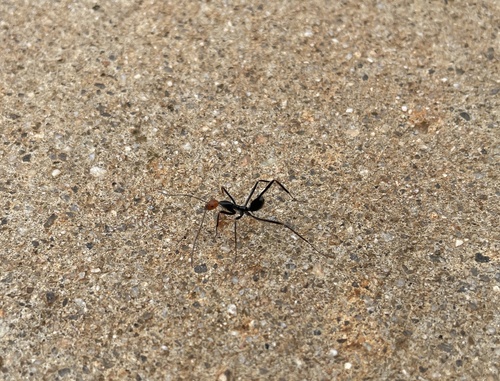 Red-headed Spider Ant