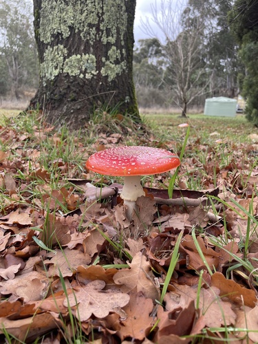 Fly Agaric