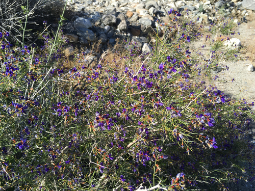 iNaturalist observation photo of indigo-bush