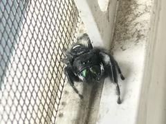 Phidippus audax