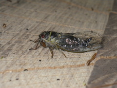 Platypedia areolata