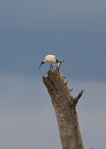 Australian Ibis