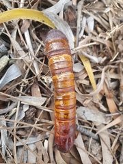 Abantiades atripalpis