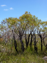 Angophora crassifolia
