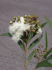 Angophora crassifolia