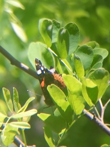 Red Admiral