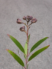 Angophora crassifolia