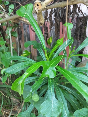 Hammerleaf Frangipani