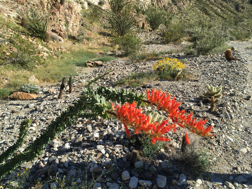 iNaturalist observation photo of ocotillo