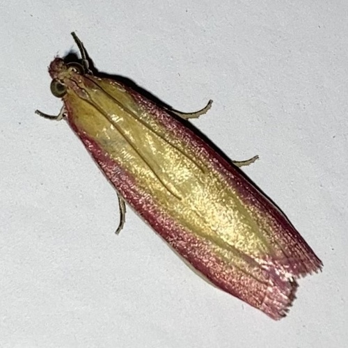 Rosy-striped Knot-horn