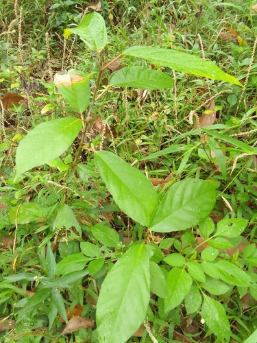 Ficus montana observed 2026-06-21