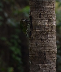 Psilopogon viridis