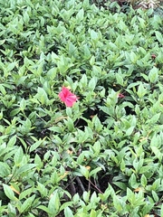 Hibiscus rosa-sinensis