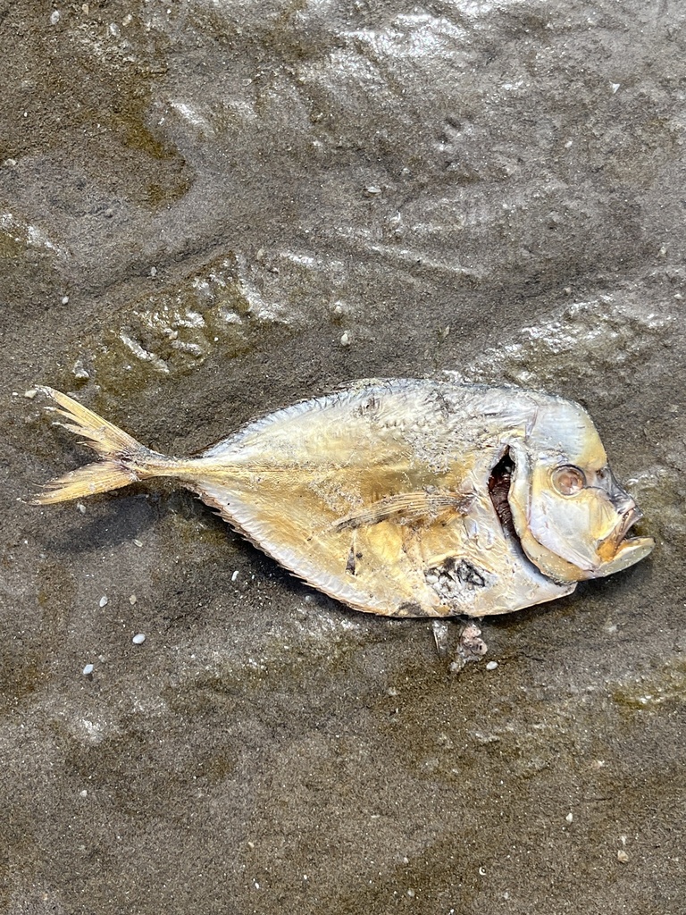 Alexandrijnse pampel (Alectis alexandrina) — Carangidae