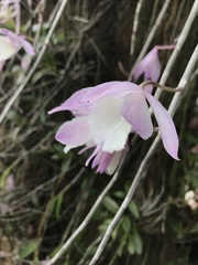Dendrobium aphyllum
