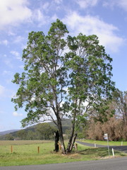 Angophora subvelutina