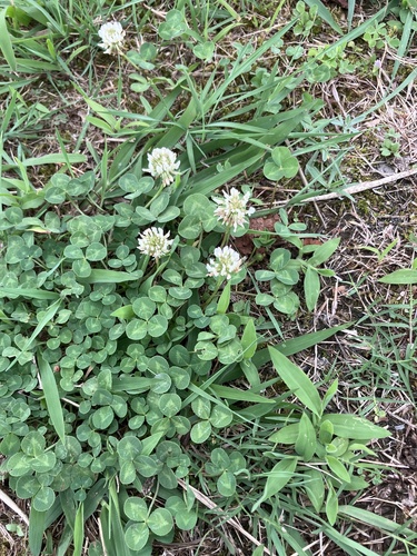 white clover