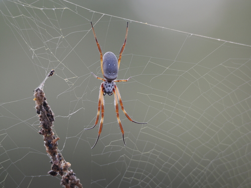 Australian Golden Orbweaver