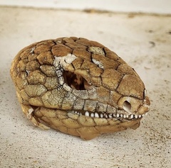 Tiliqua