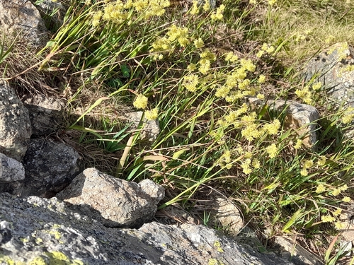 Luzula lutea, photograph 4