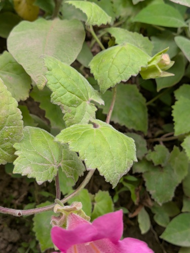 Lophospermum erubescens, photograph 6