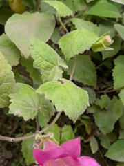 Lophospermum erubescens, photograph (c) Michael, Antoni and Nihat Hinczewski, some rights reserved (CC BY)