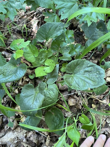 Viola alba, photograph 5