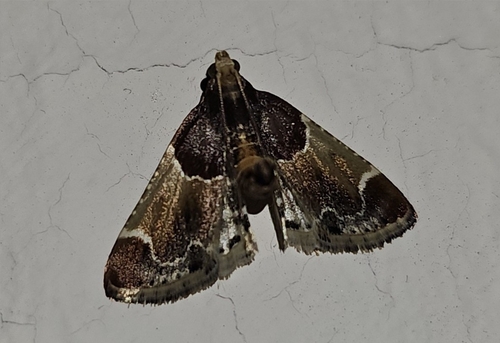 Meal moth